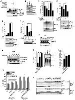 MDM2 Antibody in Western Blot (WB)