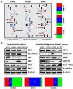 VE-cadherin Antibody in Western Blot (WB)