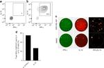 CD19 Antibody in Flow Cytometry (Flow)