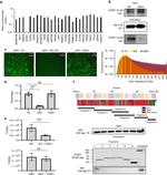 HA Tag Antibody in Western Blot (WB)