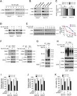 FBXW7 Antibody in Western Blot (WB)