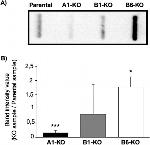 GFP Antibody in Western Blot (WB)