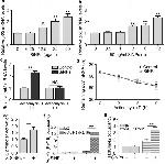 H3K4me2 Antibody in ChIP Assay (ChIP)