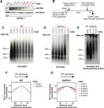 Actin Antibody in Western Blot (WB)