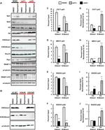 alpha Tubulin Antibody in Western Blot (WB)