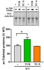 Acetyl-alpha Tubulin (Lys40) Antibody in Western Blot (WB)