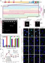 beta Catenin Antibody in Immunocytochemistry (ICC/IF)