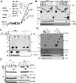 alpha Tubulin Antibody in Western Blot (WB)