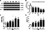 Orexin A Antibody in Western Blot (WB)