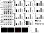 Phospho-PERK (Thr980) Antibody in Western Blot (WB)