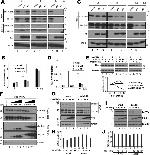 Influenza A PA Antibody in Western Blot (WB)