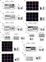 p21 Antibody in Western Blot (WB)