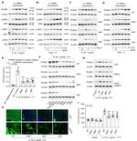 Phospho-JNK1 (Thr183) Antibody in Western Blot (WB)