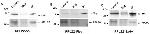 V5 Tag Antibody in Western Blot (WB)