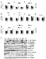 mGluR5 Antibody in Western Blot (WB)