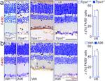 F4/80 Antibody in Immunohistochemistry (IHC)