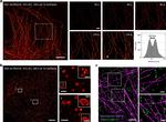 beta Tubulin Antibody in Immunocytochemistry (ICC/IF)