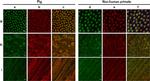 ATP Synthase beta Antibody in Immunohistochemistry (IHC)