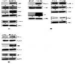 GRP78 Antibody in Western Blot (WB)