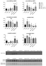 TIMP1 Antibody in Western Blot (WB)