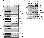 VCP Antibody in Western Blot (WB)