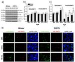 Phospho-p38 MAPK (Thr180, Tyr182) Antibody in Western Blot (WB)