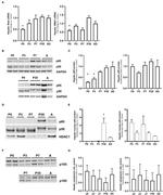 IkB beta Antibody in Western Blot (WB)