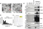 CD63 Antibody in Western Blot (WB)