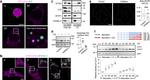 ADFP Antibody in Immunocytochemistry (ICC/IF)