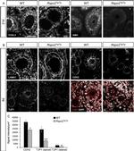 ZO-1 Antibody in Immunohistochemistry, Immunohistochemistry (Paraffin) (IHC, IHC (P))