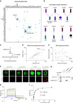 6x-His Tag Antibody in Western Blot (WB)