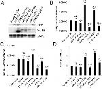 HA Tag Antibody in Western Blot (WB)