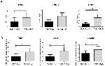 Cardiac Troponin T Antibody in Western Blot (WB)