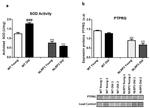 PTPRG Antibody in Western Blot (WB)