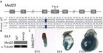 alpha Tubulin Antibody in Western Blot (WB)