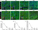 Cardiac Troponin T Antibody in Immunohistochemistry, Immunohistochemistry (PFA fixed) (IHC, IHC (PFA))