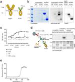 6x-His Tag Antibody in Immunoprecipitation (IP)