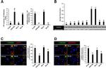 Phospho-PP1 alpha (Thr320) Antibody in Immunocytochemistry (ICC/IF)