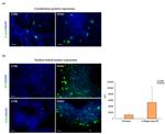 Collagen III Antibody in Immunocytochemistry (ICC/IF)