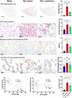 Myeloperoxidase Antibody in Immunohistochemistry (IHC)