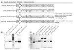 SARS/SARS-CoV-2 Coronavirus Spike Protein (subunit 1) Antibody in Western Blot (WB)