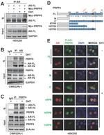 Androgen Receptor Antibody in Western Blot, Immunocytochemistry (WB, ICC/IF)