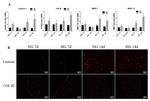 Collagen III Antibody in Immunocytochemistry, Immunohistochemistry (Frozen) (ICC/IF, IHC (F))