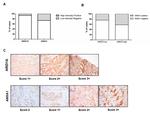 Annexin A1 Antibody in Immunohistochemistry (IHC)