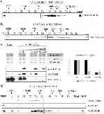 HA Tag Antibody in Western Blot (WB)