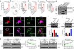 Actin Antibody in Western Blot (WB)