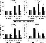 GLS2 Antibody in Western Blot (WB)