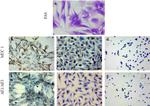 Cytokeratin Pan Type I/II Antibody in Immunohistochemistry, Immunohistochemistry (PFA fixed) (IHC, IHC (PFA))