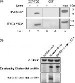 HA Tag Antibody in Western Blot (WB)