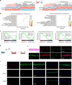 PAX6 Antibody in Immunocytochemistry (ICC/IF)